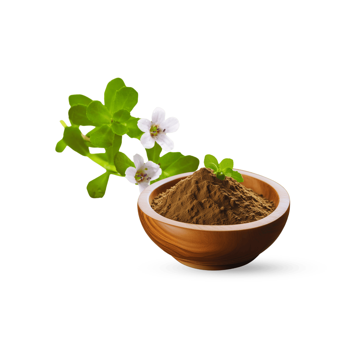 Bacopa Monnieri Extract, Organic Bacopa Monnieri Extract