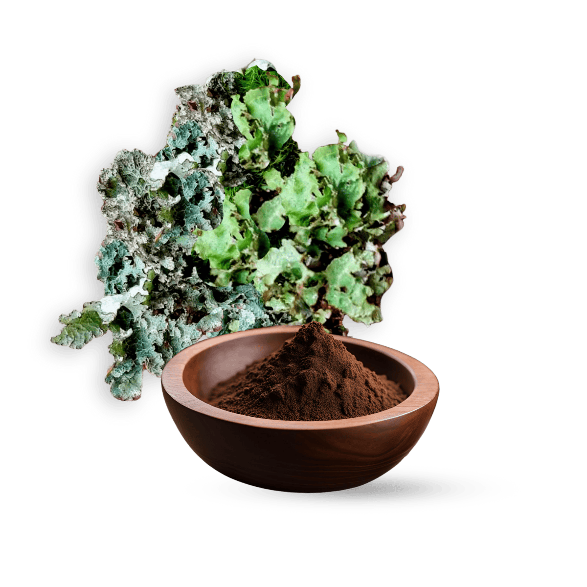 Lichen Extract, Organic Lichen Extract