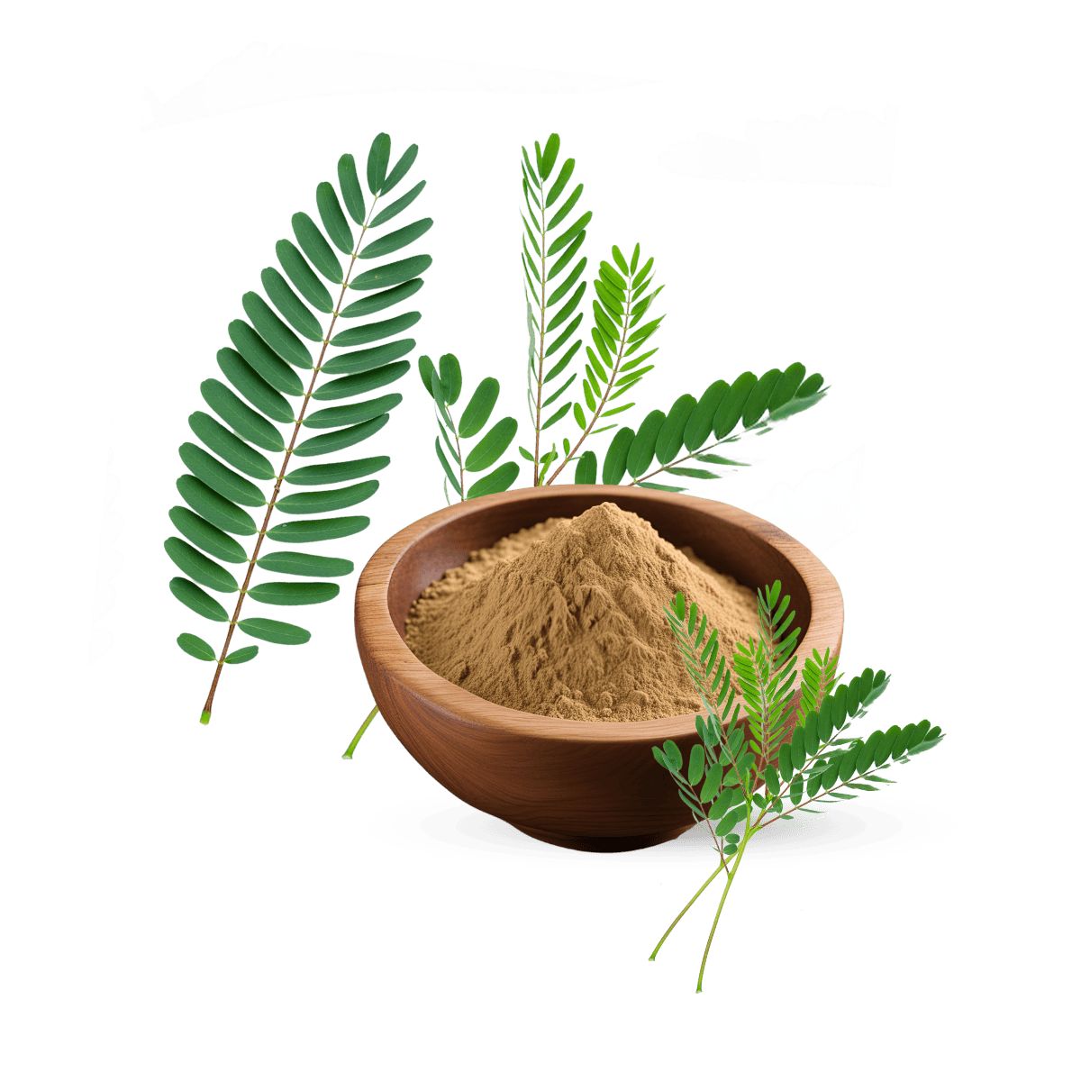 Sesbania Extract, Organic Sesbania Extract